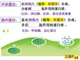 3.2.2细胞器之间的分工合作课件PPT