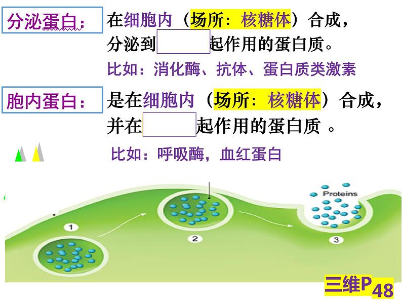 3.2.2细胞器之间的分工合作课件PPT第3页