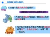3.2.2细胞器之间的分工合作课件PPT