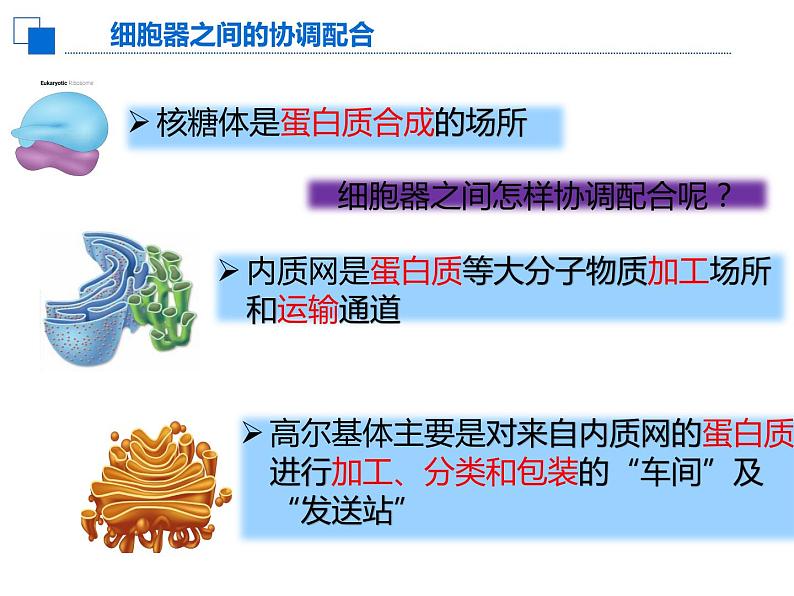 3.2.2细胞器之间的分工合作课件PPT第4页