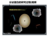 3.2.2细胞器之间的分工合作课件PPT