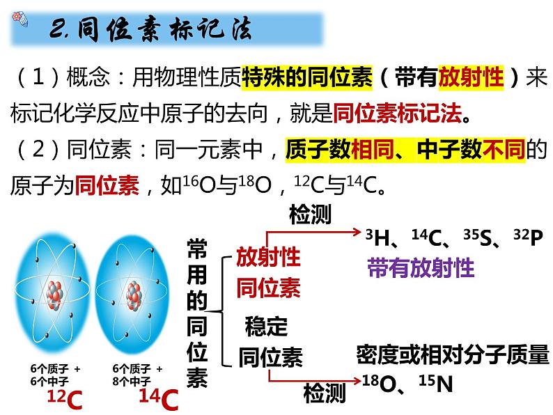 3.2.2细胞器之间的分工合作课件PPT第6页