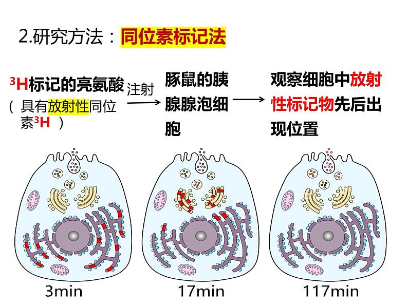 3.2.2细胞器之间的分工合作课件PPT第7页