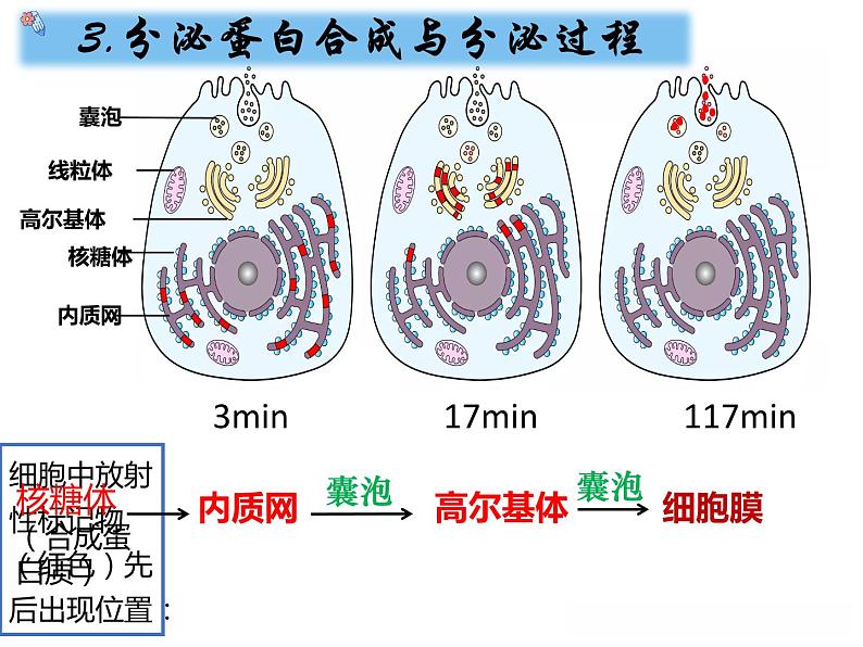 3.2.2细胞器之间的分工合作课件PPT第8页