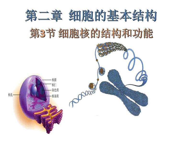 3.3 细胞核的结构与功能课件PPT第1页