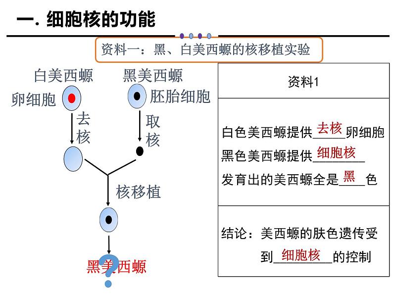 3.3 细胞核的结构与功能课件PPT第3页