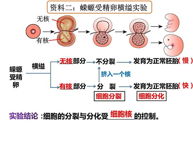 3.3 细胞核的结构与功能课件PPT第4页