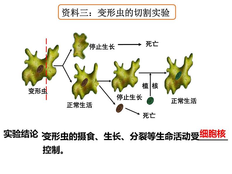 3.3 细胞核的结构与功能课件PPT第5页