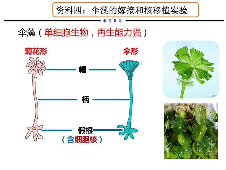 3.3 细胞核的结构与功能课件PPT第6页