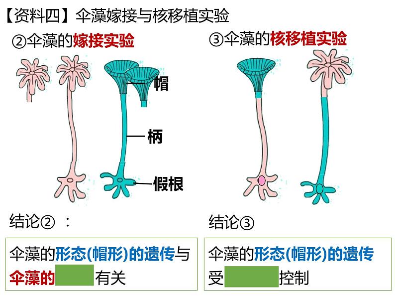 3.3 细胞核的结构与功能课件PPT第7页