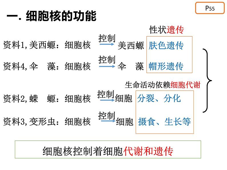 3.3 细胞核的结构与功能课件PPT第8页