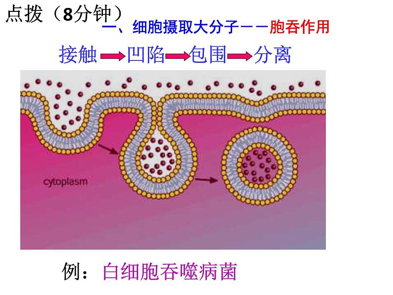 4.3.2 主动运输和胞吞、胞吐课件PPT第3页