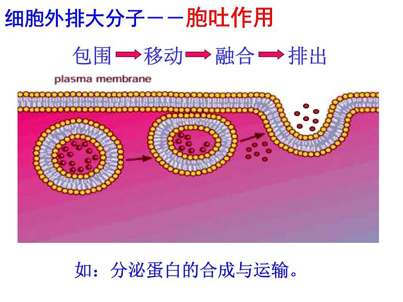 4.3.2 主动运输和胞吞、胞吐课件PPT第4页