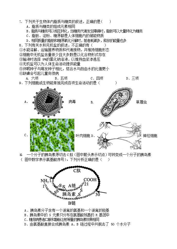 2024辽宁省滨城高中联盟高一上学期10月月考试题生物含答案02