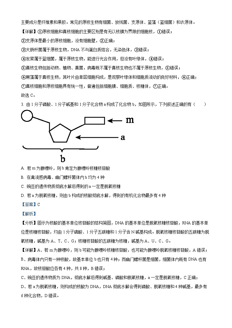 湖北省荆州市沙市中学2022-2023学年高一生物上学期11月期中试题（Word版附解析）02