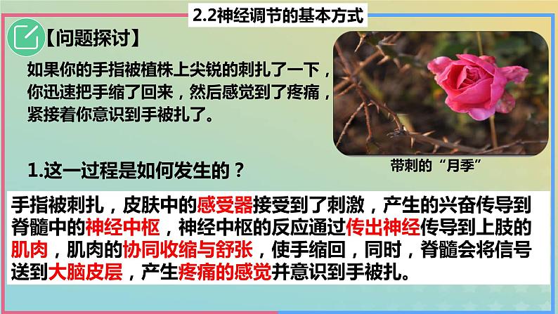 2023_2024学年同步备课精选高中生物2.2神经调节的基本方式课件新人教版选择性必修1第4页