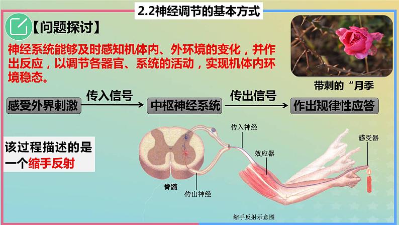 2023_2024学年同步备课精选高中生物2.2神经调节的基本方式课件新人教版选择性必修1第6页