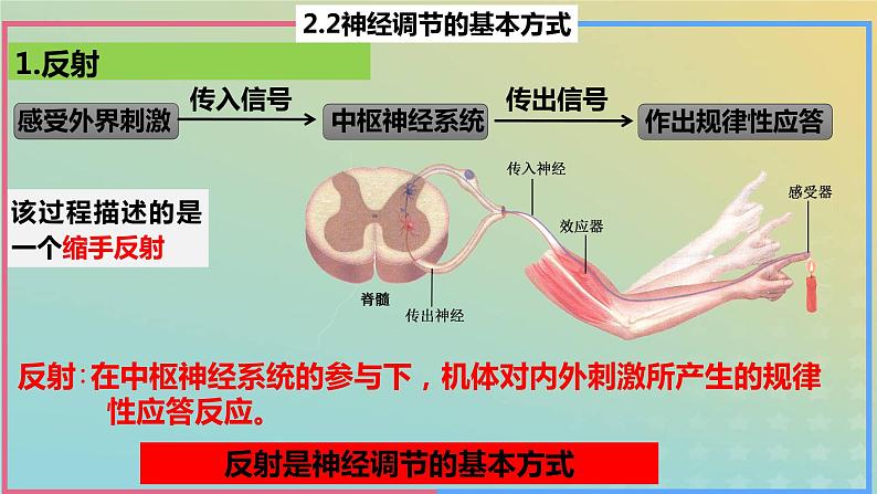 2023_2024学年同步备课精选高中生物2.2神经调节的基本方式课件新人教版选择性必修1第7页