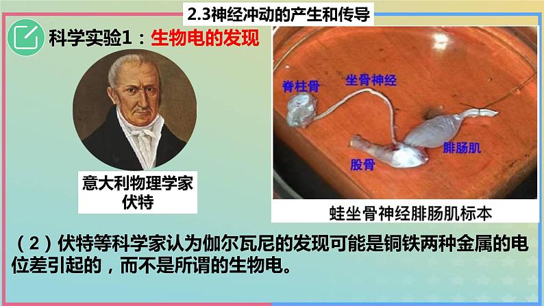 2023_2024学年同步备课精选高中生物2.3神经冲动的产生与传导第1课时课件新人教版选择性必修1第5页