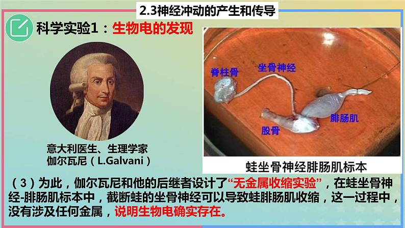 2023_2024学年同步备课精选高中生物2.3神经冲动的产生与传导第1课时课件新人教版选择性必修1第6页