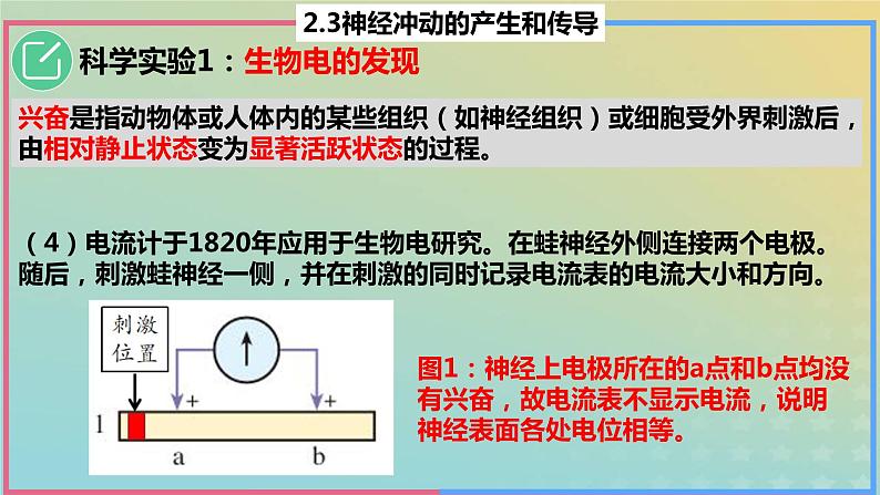 2023_2024学年同步备课精选高中生物2.3神经冲动的产生与传导第1课时课件新人教版选择性必修1第7页