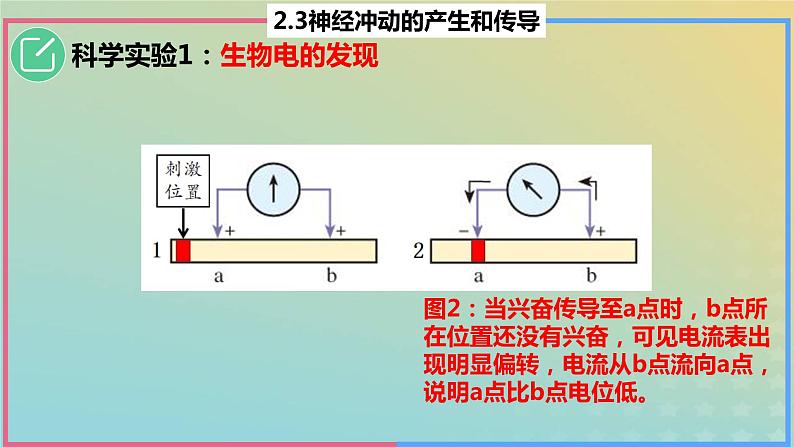 2023_2024学年同步备课精选高中生物2.3神经冲动的产生与传导第1课时课件新人教版选择性必修1第8页