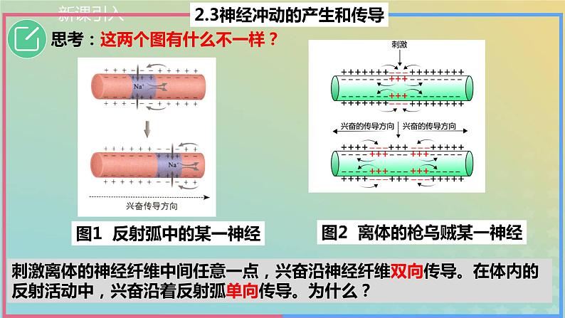 2023_2024学年同步备课精选高中生物2.3神经冲动的产生与传导第2课时课件新人教版选择性必修104