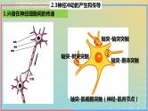 2023_2024学年同步备课精选高中生物2.3神经冲动的产生与传导第2课时课件新人教版选择性必修1