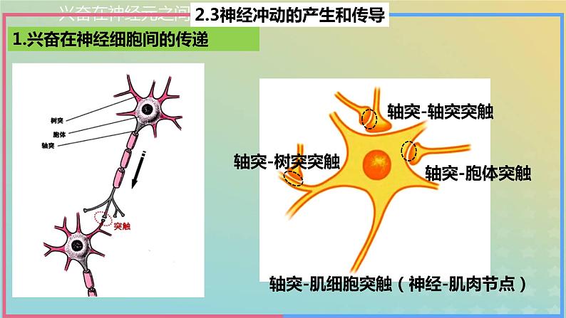 2023_2024学年同步备课精选高中生物2.3神经冲动的产生与传导第2课时课件新人教版选择性必修105