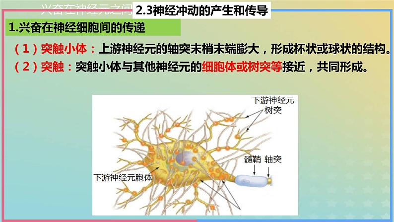 2023_2024学年同步备课精选高中生物2.3神经冲动的产生与传导第2课时课件新人教版选择性必修106