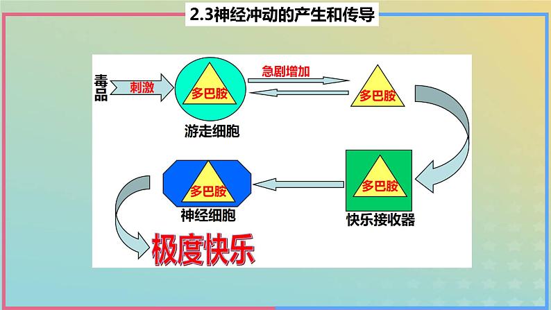 2023_2024学年同步备课精选高中生物2.3神经冲动的产生与传导第3课时课件新人教版选择性必修1第3页