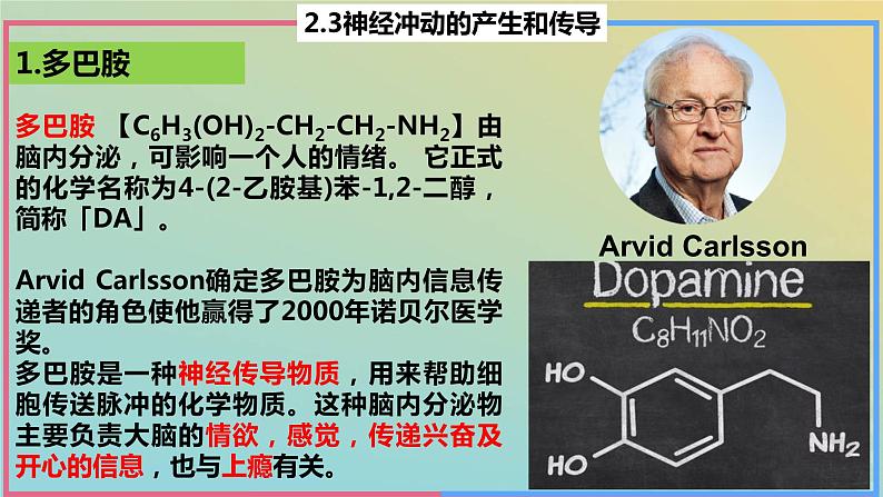 2023_2024学年同步备课精选高中生物2.3神经冲动的产生与传导第3课时课件新人教版选择性必修1第6页