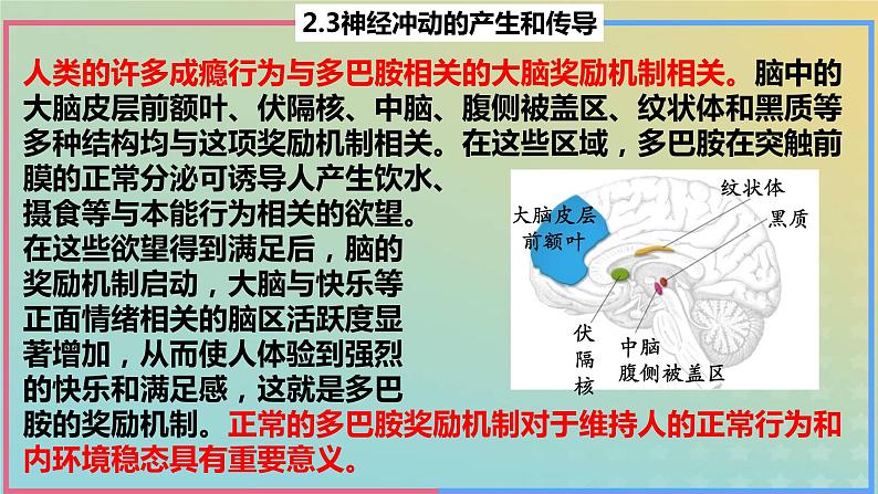 2023_2024学年同步备课精选高中生物2.3神经冲动的产生与传导第3课时课件新人教版选择性必修1第7页