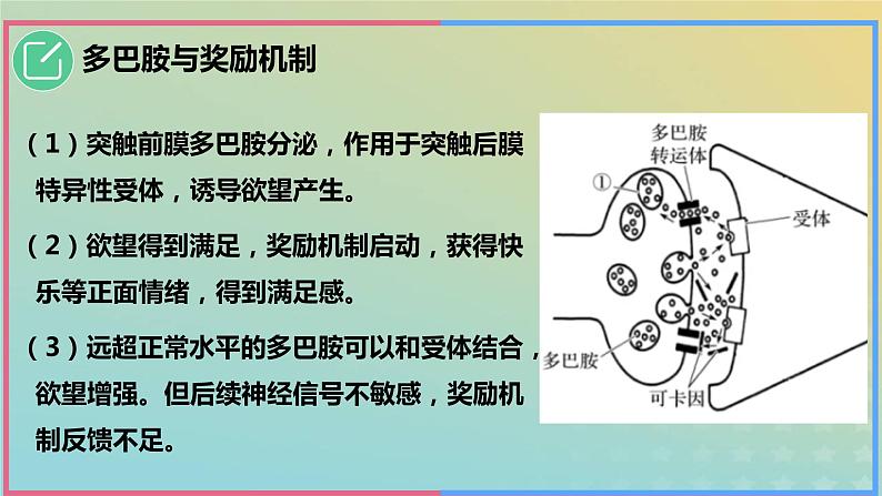 2023_2024学年同步备课精选高中生物2.3神经冲动的产生与传导第3课时课件新人教版选择性必修1第8页