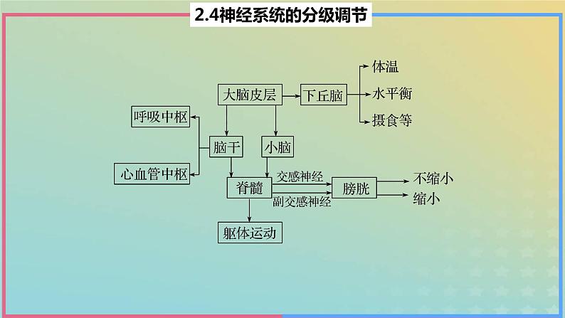 2023_2024学年同步备课精选高中生物2.4神经系统的分级调节课件新人教版选择性必修1第3页