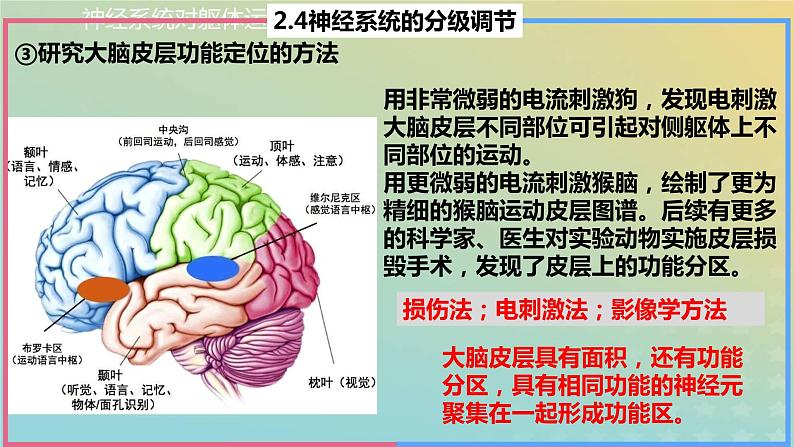 2023_2024学年同步备课精选高中生物2.4神经系统的分级调节课件新人教版选择性必修1第6页