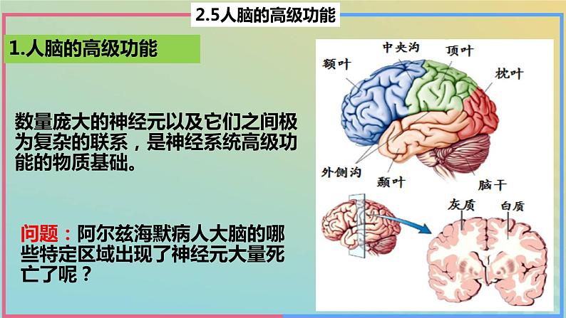 2023_2024学年同步备课精选高中生物2.5人脑的高级功能课件新人教版选择性必修1第7页