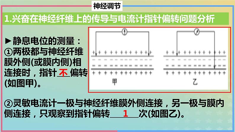 2023_2024学年同步备课精选高中生物第2章微专题之电位变化课件新人教版选择性必修1第3页