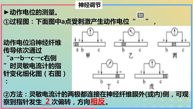 2023_2024学年同步备课精选高中生物第2章微专题之电位变化课件新人教版选择性必修1第4页