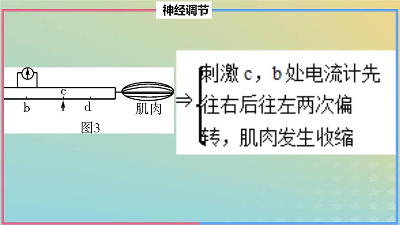 2023_2024学年同步备课精选高中生物第2章微专题之电位变化课件新人教版选择性必修1第5页