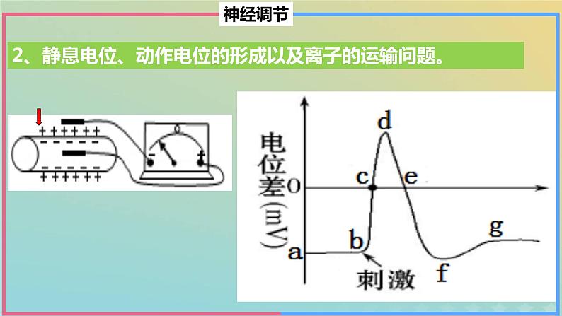 2023_2024学年同步备课精选高中生物第2章微专题之电位变化课件新人教版选择性必修1第8页