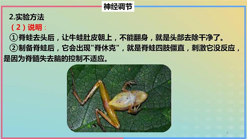 2023_2024学年同步备课精选高中生物第2章微专题之脊蛙课件新人教版选择性必修1第6页