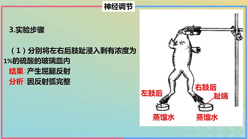 2023_2024学年同步备课精选高中生物第2章微专题之脊蛙课件新人教版选择性必修1第8页