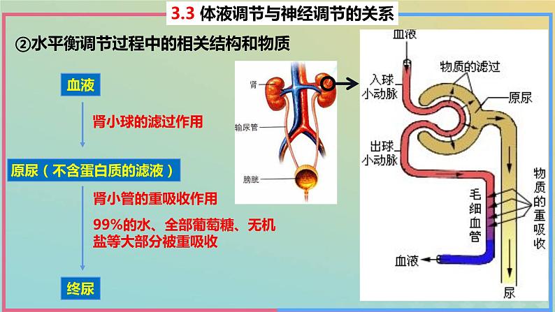 2023_2024学年同步备课精选高中生物3.3体液调节与神经调节的关系第2课时课件新人教版选择性必修1第6页