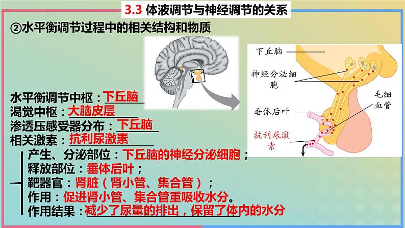 2023_2024学年同步备课精选高中生物3.3体液调节与神经调节的关系第2课时课件新人教版选择性必修1第7页