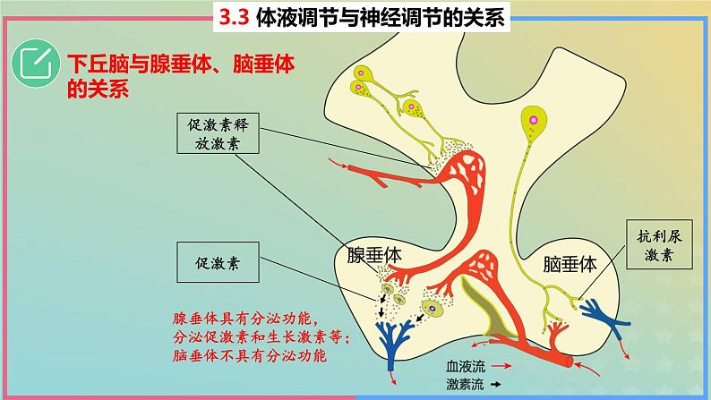 2023_2024学年同步备课精选高中生物3.3体液调节与神经调节的关系第2课时课件新人教版选择性必修1第8页