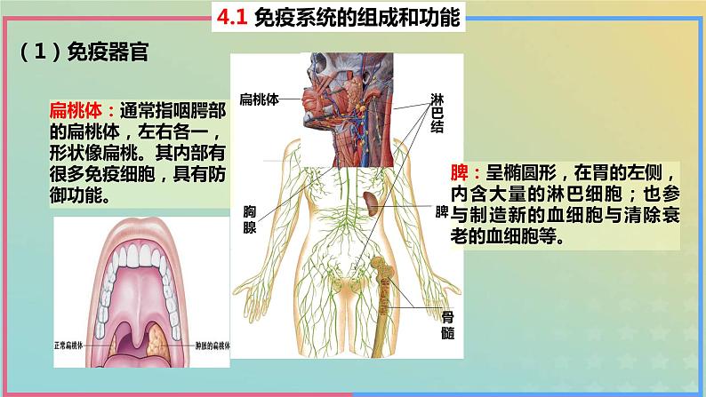 2023_2024学年同步备课精选高中生物4.1免疫系统的组成和功能课件新人教版选择性必修1第8页