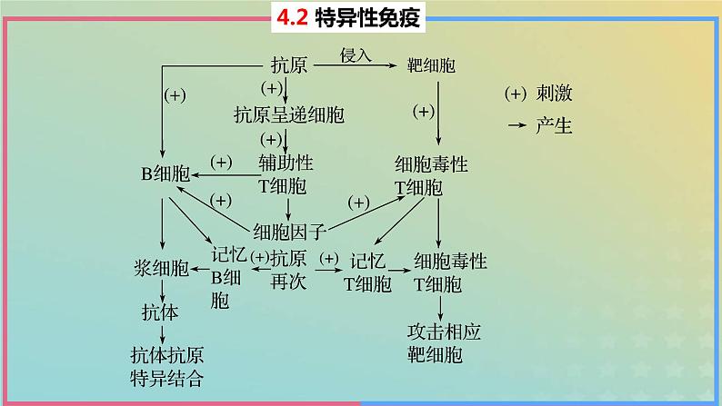 2023_2024学年同步备课精选高中生物4.2特异性免疫第1课时课件新人教版选择性必修103