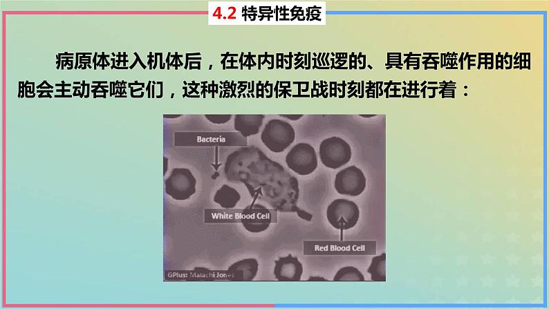 2023_2024学年同步备课精选高中生物4.2特异性免疫第1课时课件新人教版选择性必修108