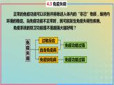 2023_2024学年同步备课精选高中生物4.3免疫失调课件新人教版选择性必修1